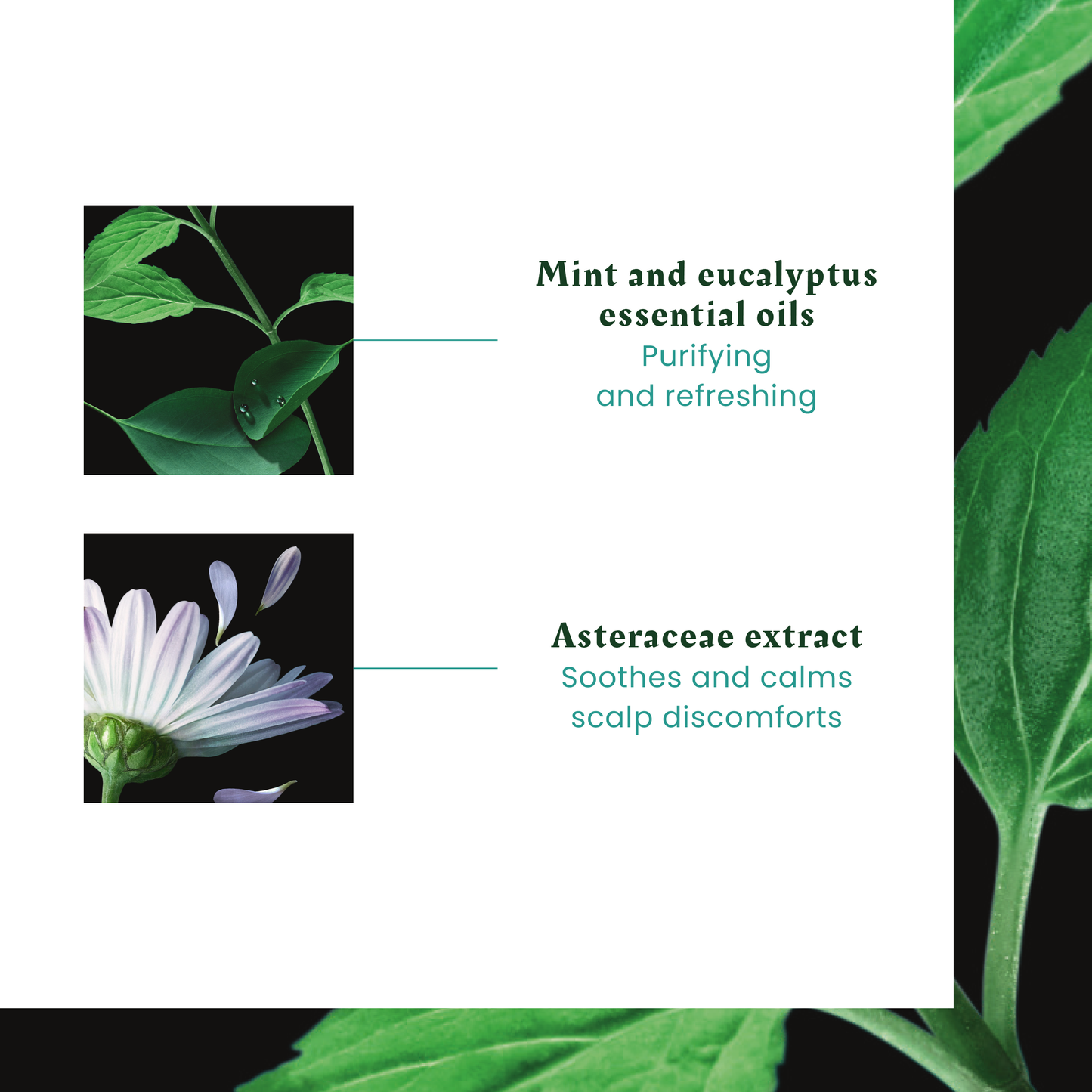 Astera Soothing Freshness Serum