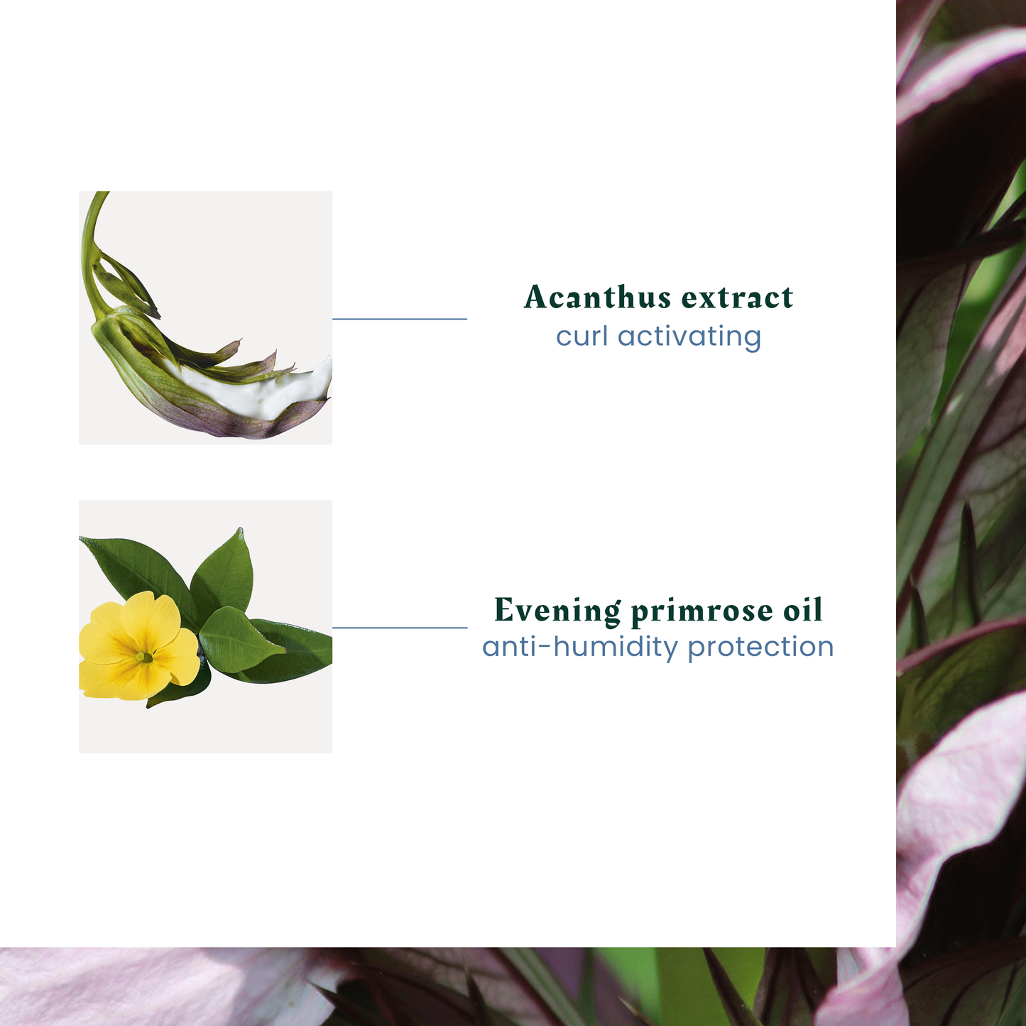 Sublime Curl Activating Shampoo